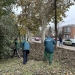 Iarna car și vara sanie! Horticultura pregătește plantările de lalele în parcurile din Timișoara