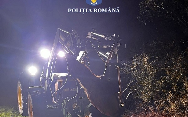 Cerb carpatin, ucis ilegal pe un fond de vânătoare din județul Timiș