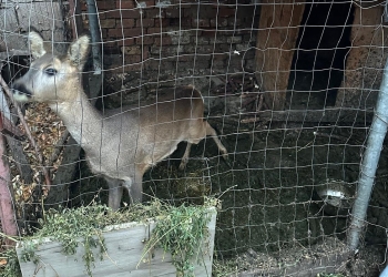 Braconieri din Timiș vizitați de mascați! Doi căpriori erau ținuți în captivitate FOTO