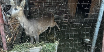 Braconieri din Timiș vizitați de mascați! Doi căpriori erau ținuți în captivitate FOTO