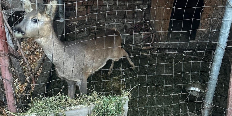 Braconieri din Timiș vizitați de mascați! Doi căpriori erau ținuți în captivitate FOTO