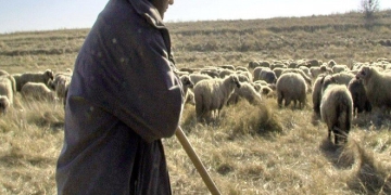 Bărbat condamnat pentru viol, prins la o stână din județul Timiș