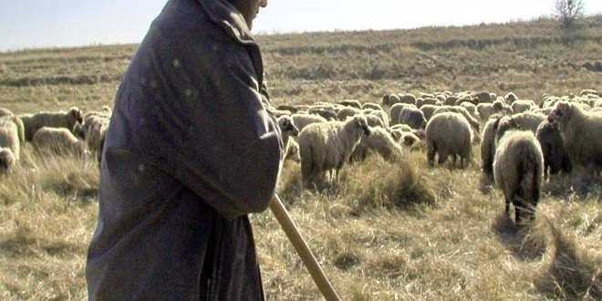 Bărbat condamnat pentru viol, prins la o stână din județul Timiș