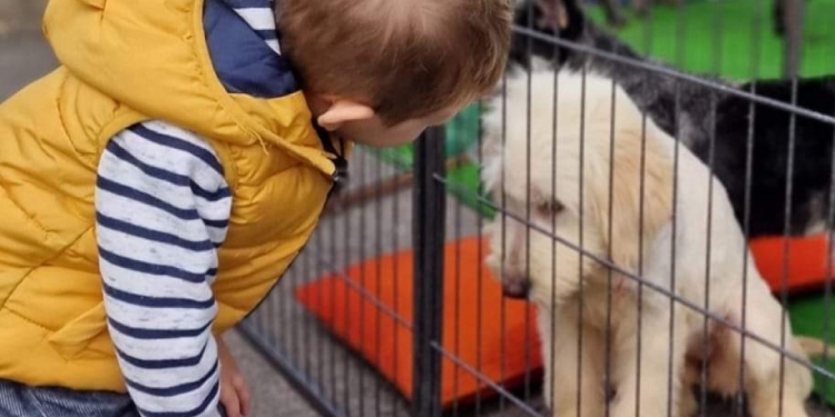 Un nou târg de adopții canine, la Timișoara