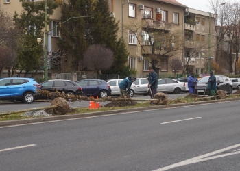 Perdea de arbori pe unul dintre cele mai circulate bulevarde din Timișoara