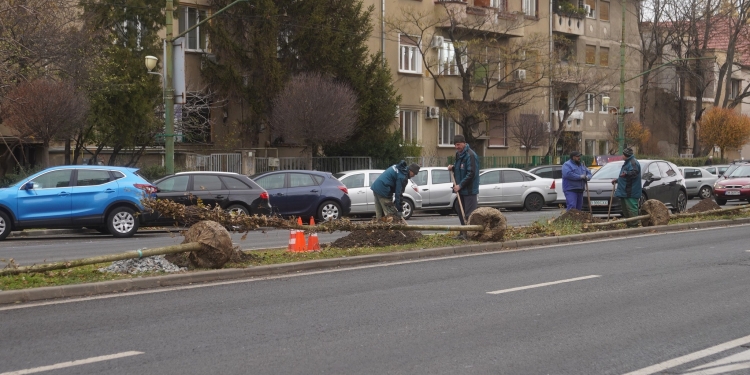 Perdea de arbori pe unul dintre cele mai circulate bulevarde din Timișoara