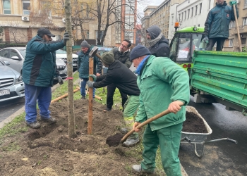 Doi pomi înalți, în locul stejarului bătrân din curtea Primăriei Timișoara FOTO