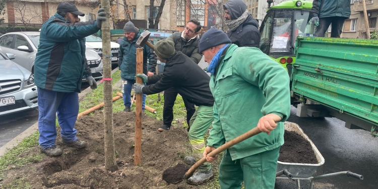 Doi pomi înalți, în locul stejarului bătrân din curtea Primăriei Timișoara FOTO