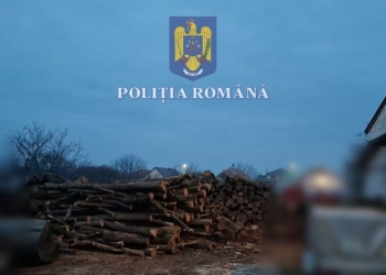 Percheziții în Timiș, la persoane care au tăiat ilegal arbori