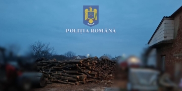 Percheziții în Timiș, la persoane care au tăiat ilegal arbori