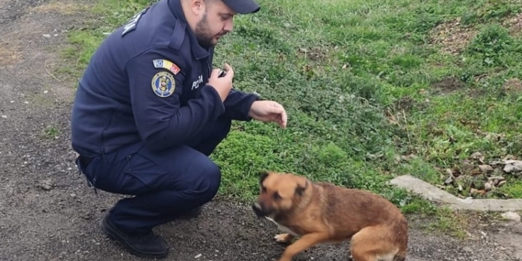 Amendă usturătoare aplicată unui bănățean care a abandonat un cățel