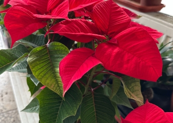 Un cadou de sezon la-ndemână, Crăciunița, pe rafturile Horticultura