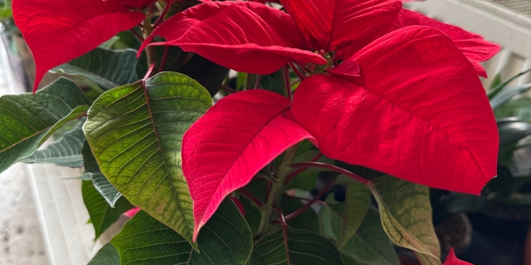 Un cadou de sezon la-ndemână, Crăciunița, pe rafturile Horticultura