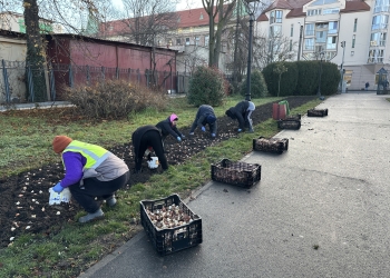Lalelele vor „inunda” și Parcul Botanic din Timișoara, din 2025