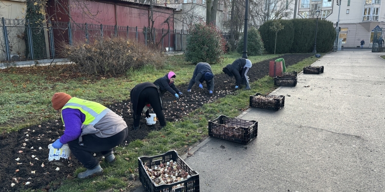Lalelele vor „inunda” și Parcul Botanic din Timișoara, din 2025