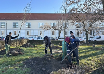 Șase specii de arbori plantați într-o zonă poluată din Timișoara
