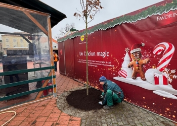 Se face umbră în Piața Libertății din Timișoara. A început plantarea de copaci