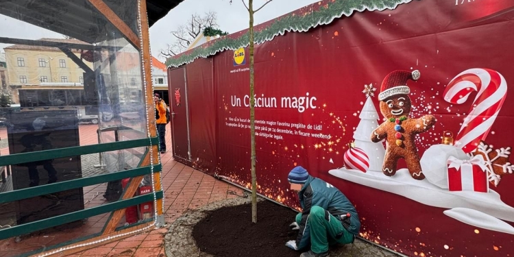 Se face umbră în Piața Libertății din Timișoara. A început plantarea de copaci