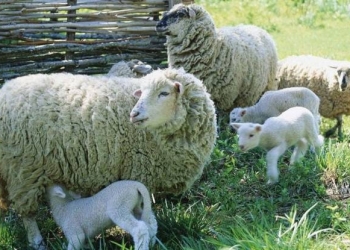 Trei oi au fost ucise de câini la Giroc