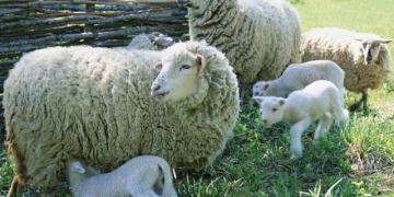 Trei oi au fost ucise de câini la Giroc