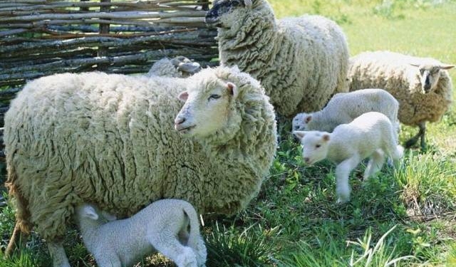 Trei oi au fost ucise de câini la Giroc