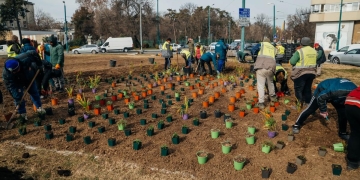 A început amenajarea peisagistică a Pieței Mărăști din Timișoara