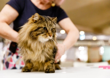 Peste 200 de pisici, în expoziție la Timișoara