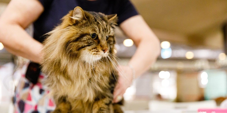 Peste 200 de pisici, în expoziție la Timișoara