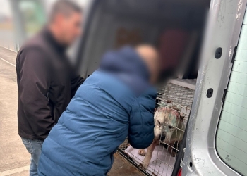 Câini ținuți în condiții necorespunzătoare într-un apartament din Timișoara, salvați de polițiști FOTO