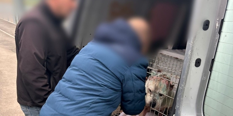 Câini ținuți în condiții necorespunzătoare într-un apartament din Timișoara, salvați de polițiști FOTO