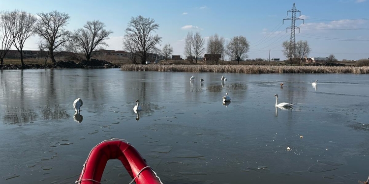 Lebede salvate de pe un lac înghețat din Dumbrăvița