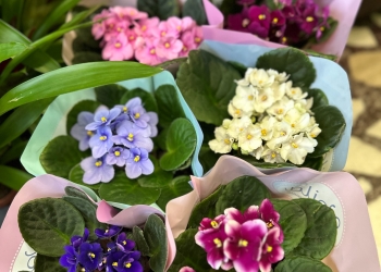 Sugestiile primăverii care bate la ușă vin de la Horticultura: plantele în ghiveci