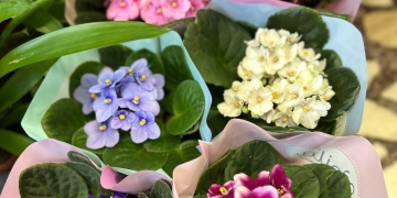 Sugestiile primăverii care bate la ușă vin de la Horticultura: plantele în ghiveci