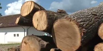 Transport ilegal de lemne, la Lugoj! Polițiștii au indisponibilizat camionul și au aplicat o amendă usturătoare