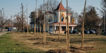 Înverzirea cartierelor timișorene! Primăria extinde programul