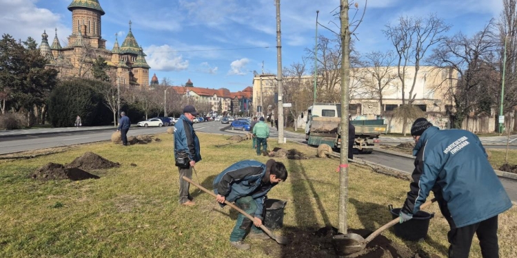 Mai multe plantări de copaci în Timișoara