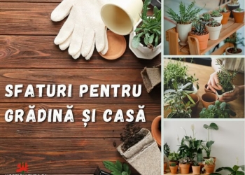 Sfaturile care-ți pot salva plantele pe perioada rece