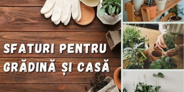Sfaturile care-ți pot salva plantele pe perioada rece