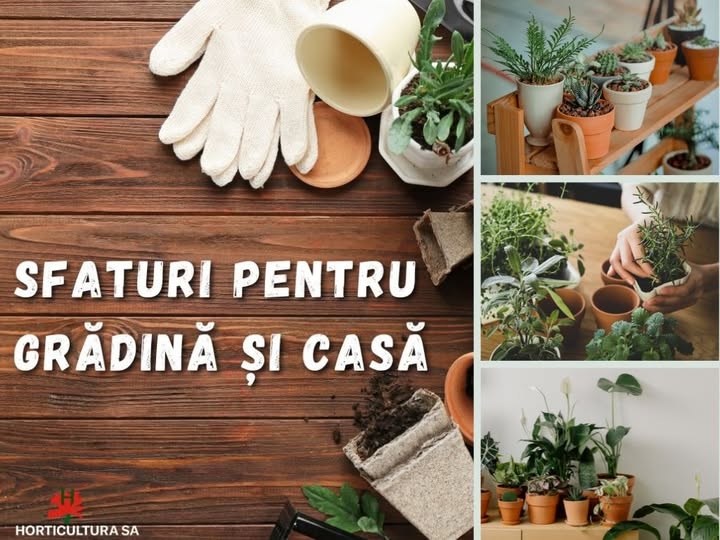 Sfaturile care-ți pot salva plantele pe perioada rece