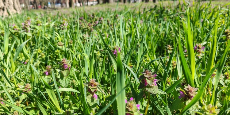 Primăria Timișoara implementează cosirea responsabilă a spațiilor verzi