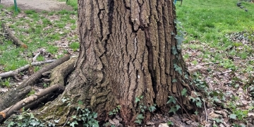 Pomi care prezintă risc, înlocuiți cu arbori tineri, la Timișoara