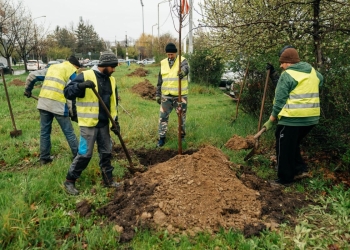 Aleea Sănătății din Timișoara, mai verde! Zeci de copaci plantați
