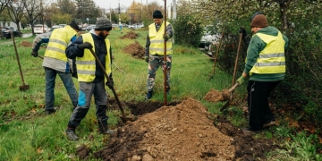 Aleea Sănătății din Timișoara, mai verde! Zeci de copaci plantați