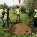 Aleea Sănătății din Timișoara, mai verde! Zeci de copaci plantați