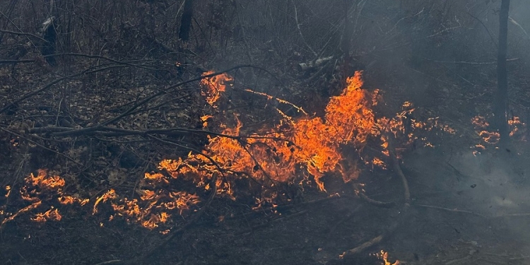 25 de incendii de vegetație uscată în Timiș, luni
