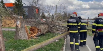 Copaci și semafoare, la pământ din cauza vântului puternic, la Timișoara