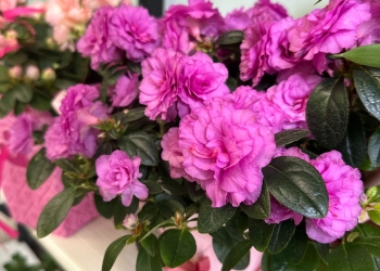 Sezonul de plantat flori a sosit! Ofertă „colorată” la Horticultura