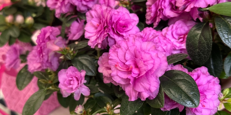 Sezonul de plantat flori a sosit! Ofertă „colorată” la Horticultura