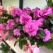 Sezonul de plantat flori a sosit! Ofertă „colorată” la Horticultura