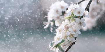 Se schimbă vremea în vestul țării! Avem parte de frig, ploi și vânt